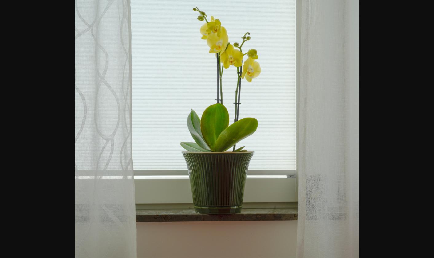 Arreglo de orquídeas