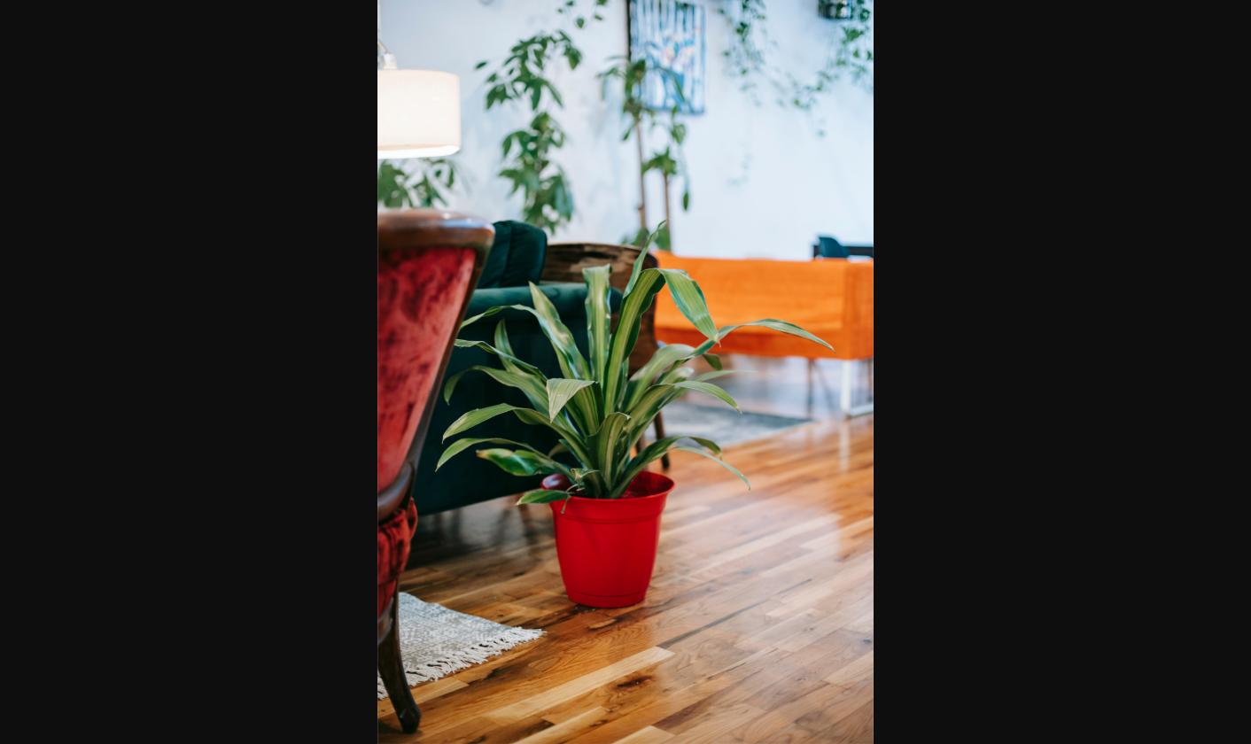 Planta de interior mediana